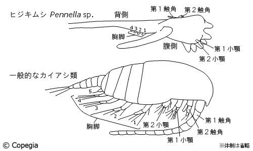 ヒジキムシ（Pennella sp.）と一般的なカイアシ類の体制の比較