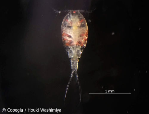 東京都多摩川河口域から採集したHemicyclops gomsoensis