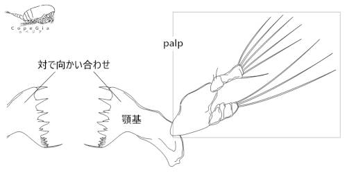 カイアシ類の大顎の顎基とpalp
