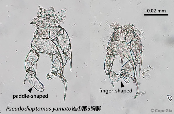 Pseudodiaptomus yamato雄の第5胸脚の二型性
