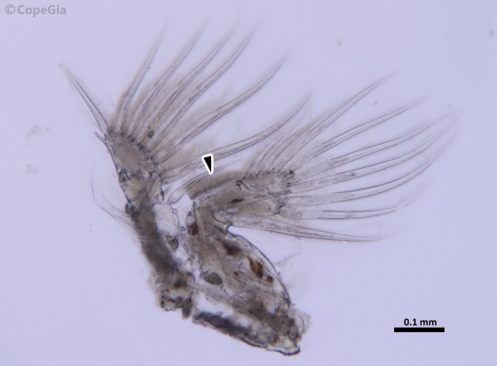 Caligus undulatus雌の第2胸脚