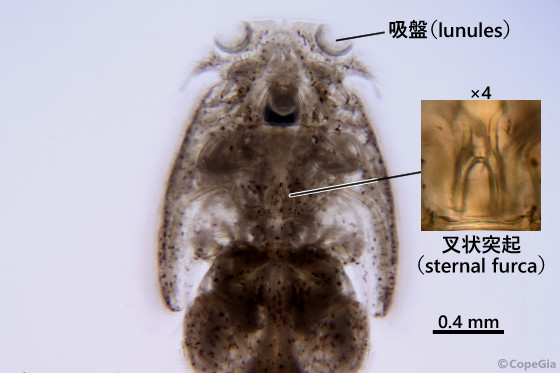 Caligidae（科）の吸盤（lunules）と叉状突起（sternal furca）の位置