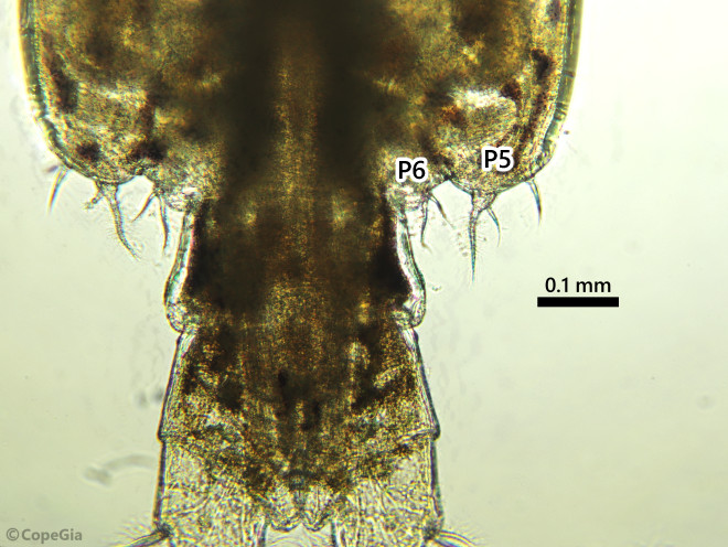 Caligus latigenitalisの生殖節後端