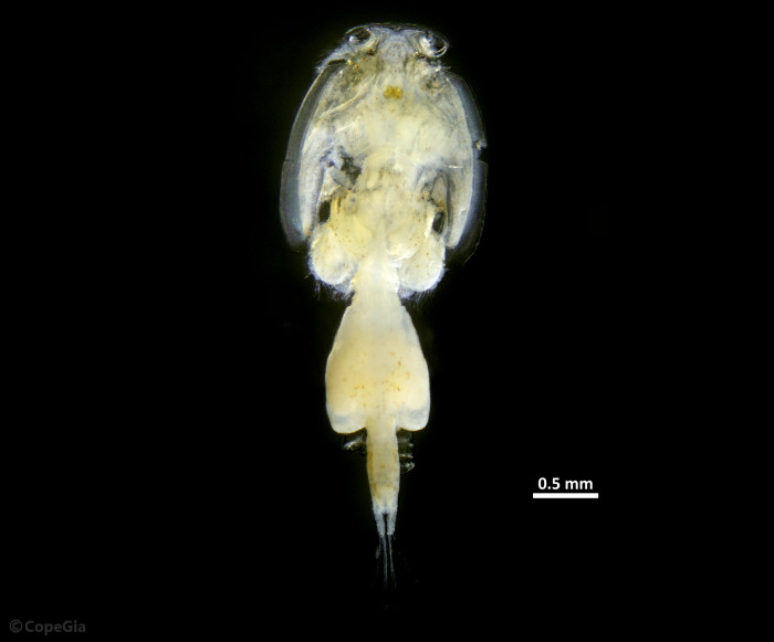 葛西臨海公園（東京）でプランクトンとして採れたウオジラミCaligus undulatus雌個体