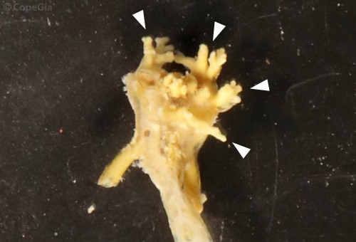サンマヒジキムシ（Pennella sp.）の頭胸部先端にある触角突起（antennary processes）