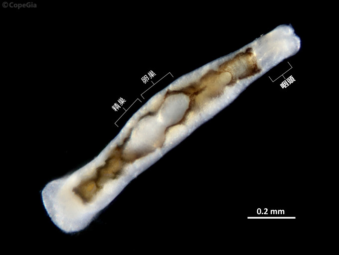 T. akajeiiに寄生していた単生類Udonella australis