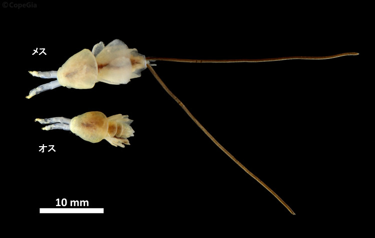 ネズミザメ（Lamna ditropis）から得られたカイアシ類Anthosoma crassumの雌雄