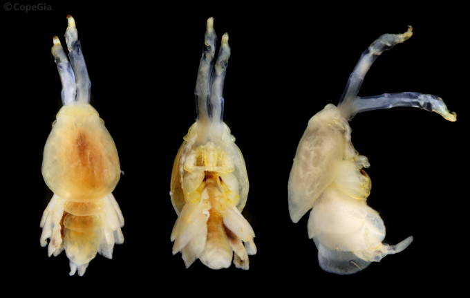 Anthosoma crassumの雄