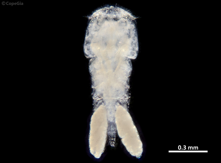 Taeniacanthidae（科）、Irodes属の一種