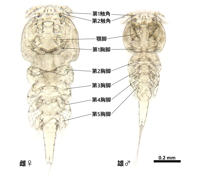 Irodes属の一種の雌雄