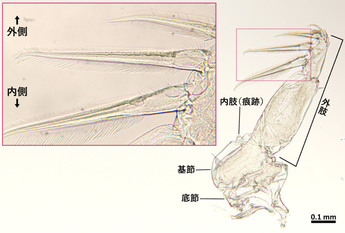 C. polycanthi 雌♀の第1胸脚とその末端節の棘の拡大