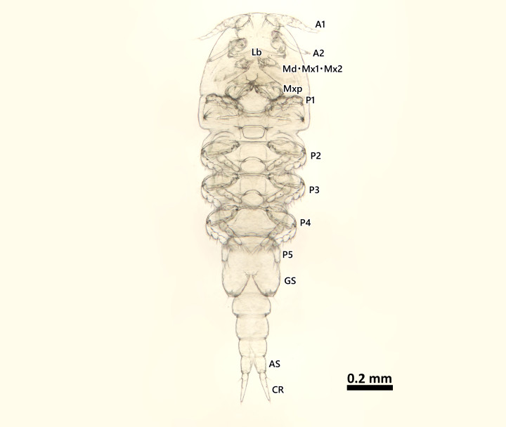 Pseudomyicola spinosus雄♂の腹側