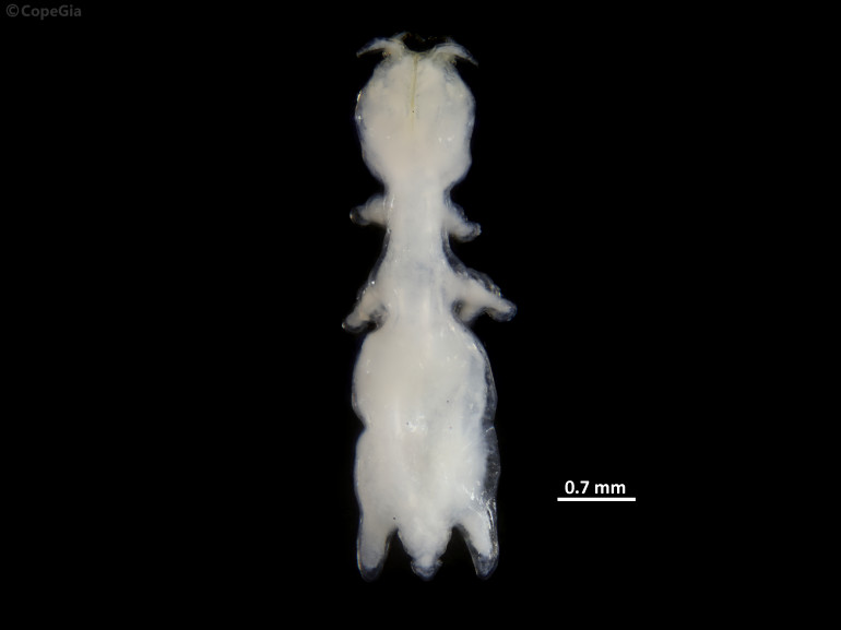 Acanthochondria priacanthiの未成熟雌