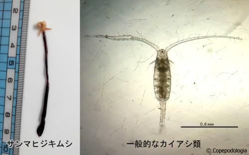 一般的なカイアシ類とサンマヒジキムシ (Pennella sp.) の形態の比較