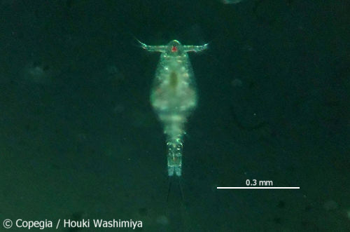 東京都荒川河口域から採集したサフィレラ型カイアシ類（H. gomsoensis CI期）