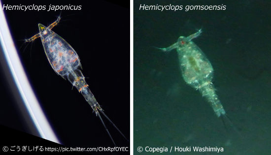 H. japonicusとH.gomsoensisの形態の違い. H. japonicusはごうぎしげる様より許可を得て転載 (https://pic.twitter.com/CHxRpfOYEC).