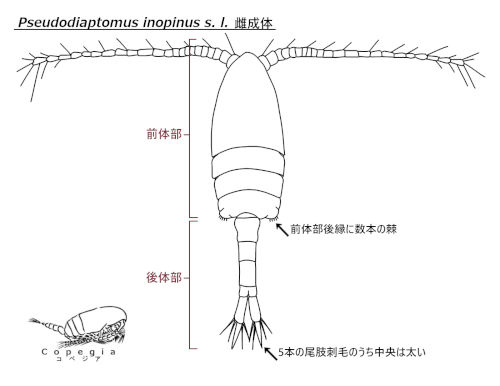 Pseudodiaptomus inopinusの体制