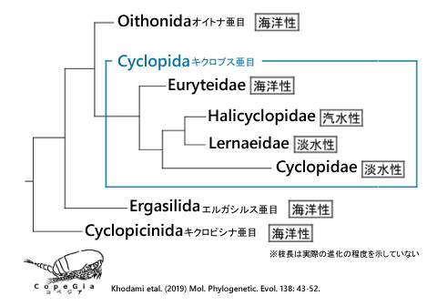 Cyclopidaの生息域の進化