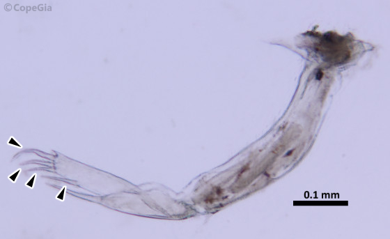 Caligus undulatus雌の第4胸脚