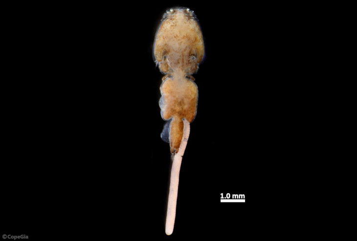 Caligus macarovi 雌成体