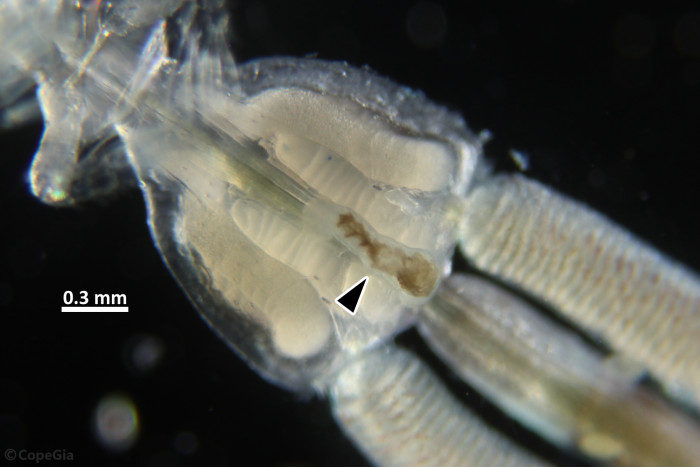T. akajeiiの生殖節に寄生している単生類Udonella australisの成体