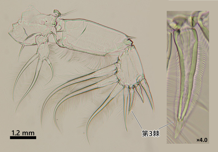 T. akajeiiの第1胸脚