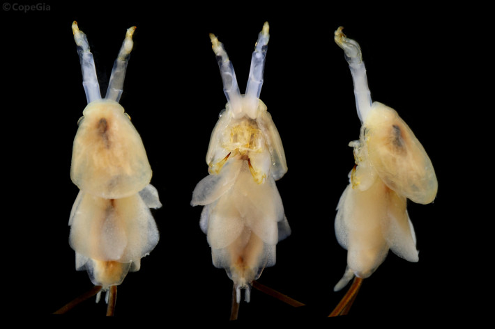 Anthosoma crassumの雌