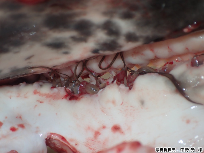 ネズミザメの歯間にAnthosoma crassumが寄生しているところ
