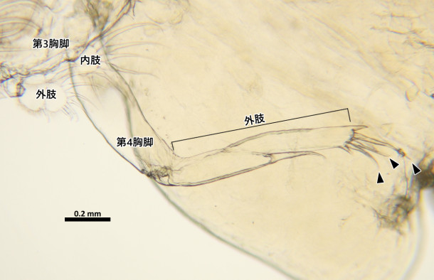 C. polycanthi 雌♀の第4胸脚