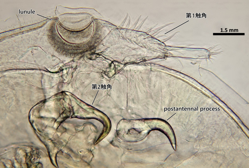 C. polycanthi 雌♀の頭部前端