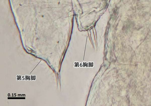 C. polycanthi 雄♂の生殖節後端にある第5胸脚と第6胸脚