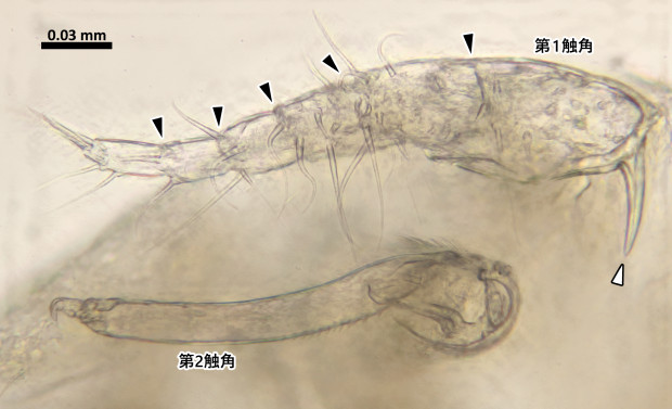 Pseudomyicola spinosus雄♂の第1触角と第2触角