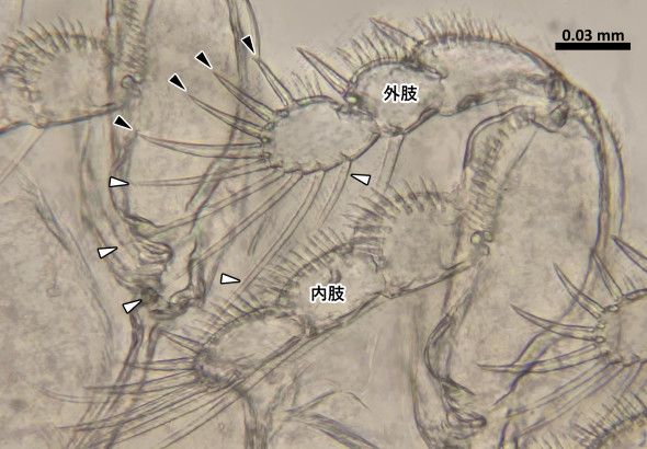 Pseudomyicola spinosus雄♂の第3胸脚