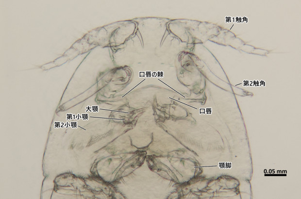 Pseudomyicola spinosus雄♂の頭胸部